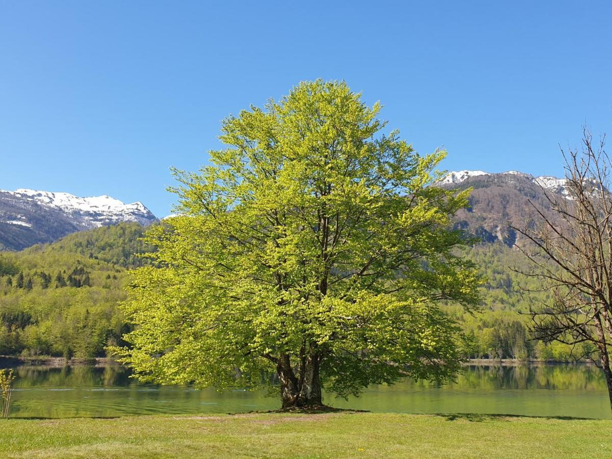 Apartments Vila Darja Bohinj Buitenkant foto